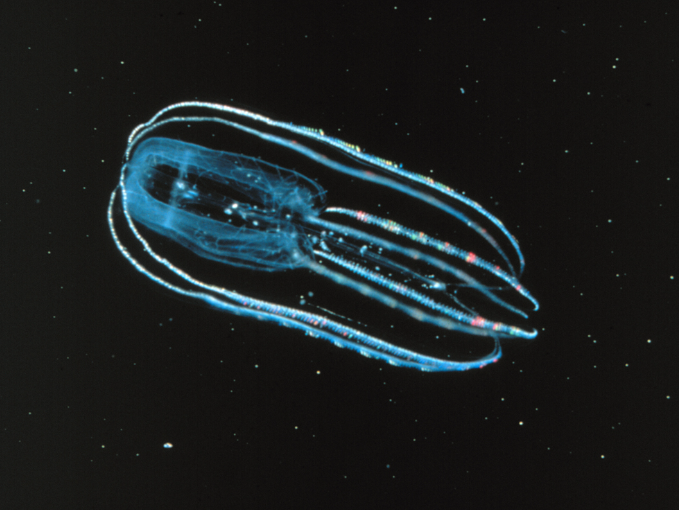 Comb Jelly Bioluminescence